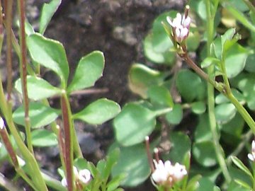 Una crucifera dall''Etna - Cardamine hirsuta